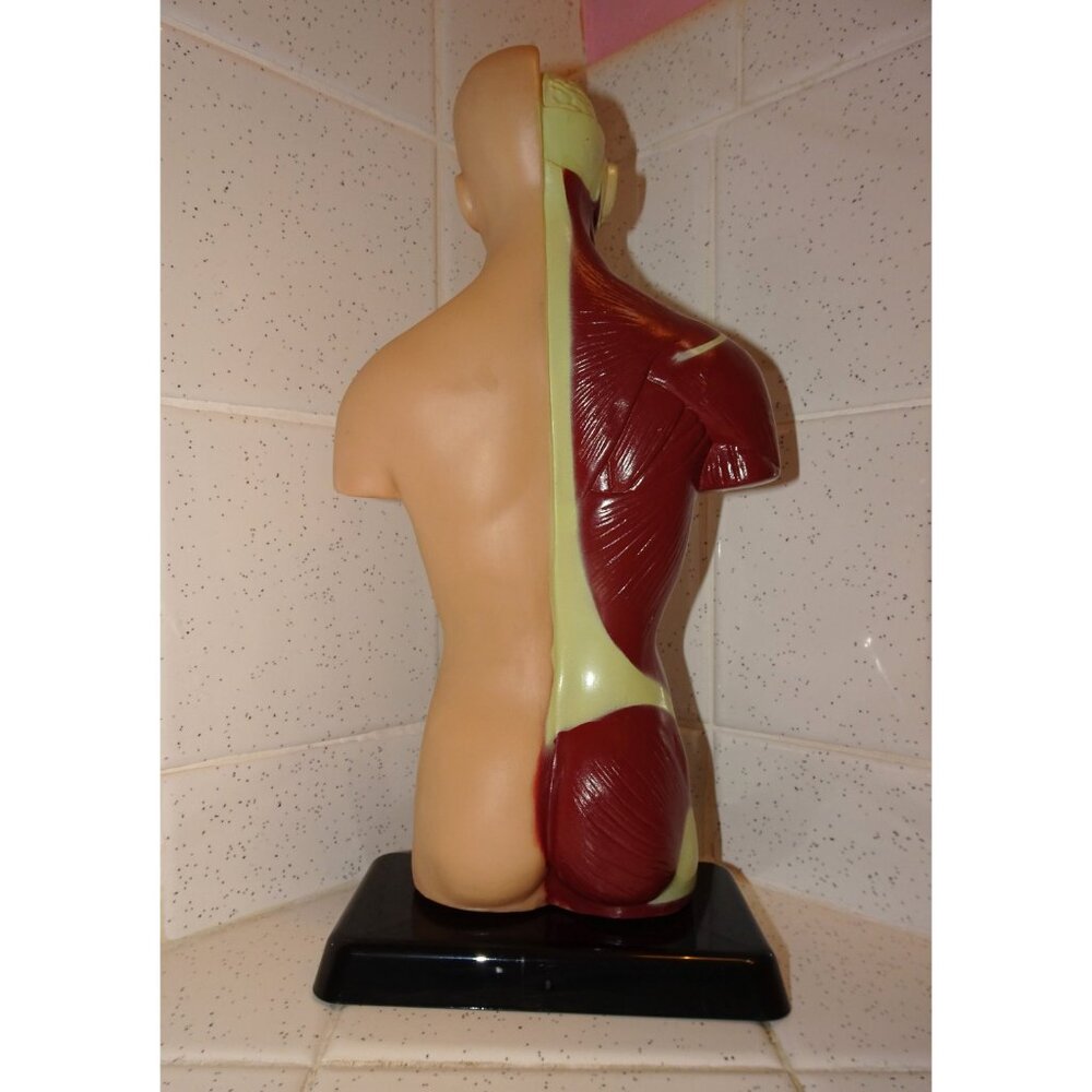 Vintage Human Torso Model w/ detachable Heart Lungs oddity curiosity medical - Picture 10 of 10